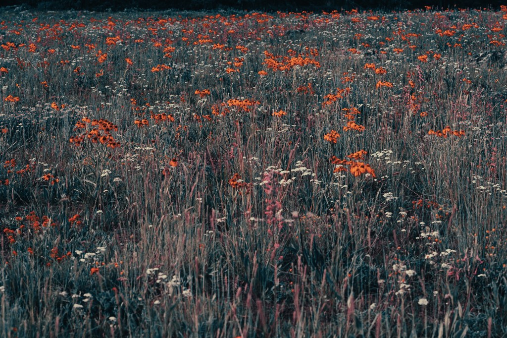 wild /wīld/ (of an animal or plant) living or growing in the natural&nbsp;environment